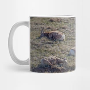 Bighorn Sheep Resting in the Grass Mug